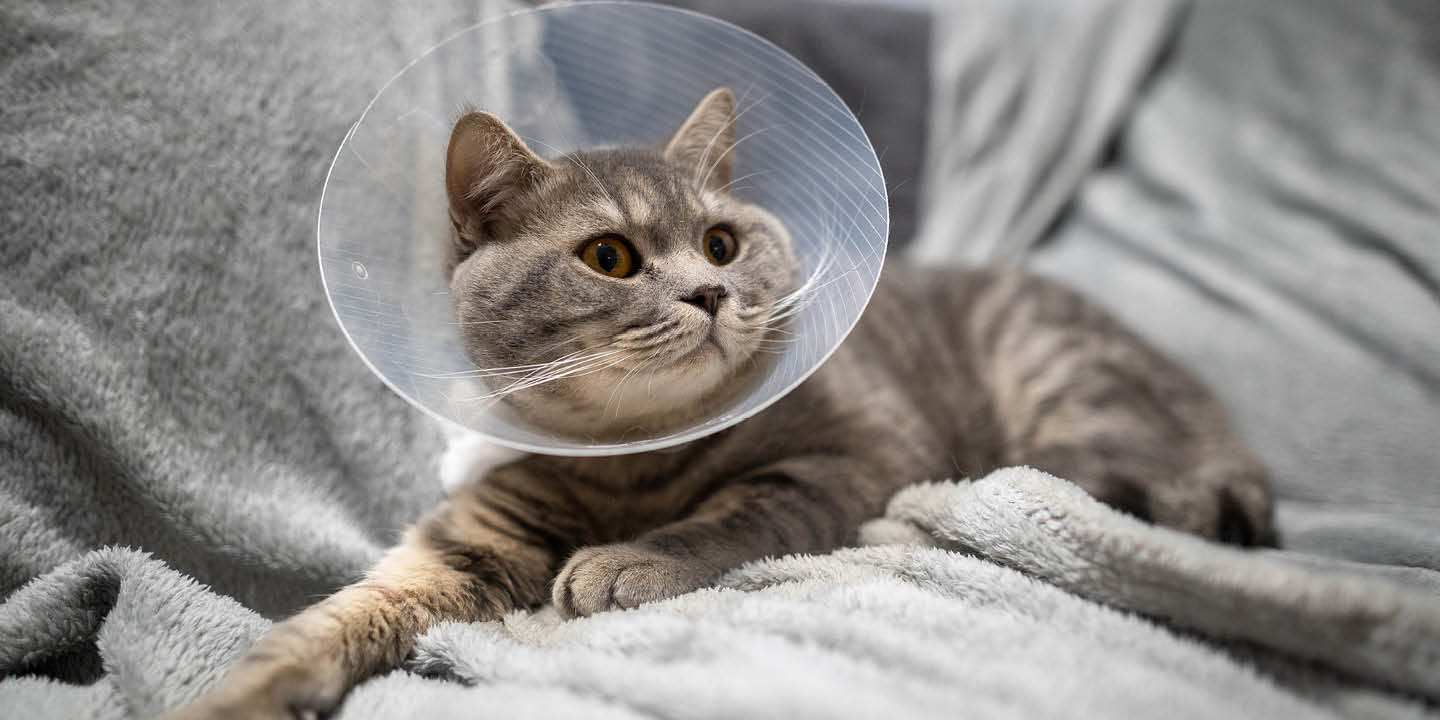 E-collars: Post-surgery care