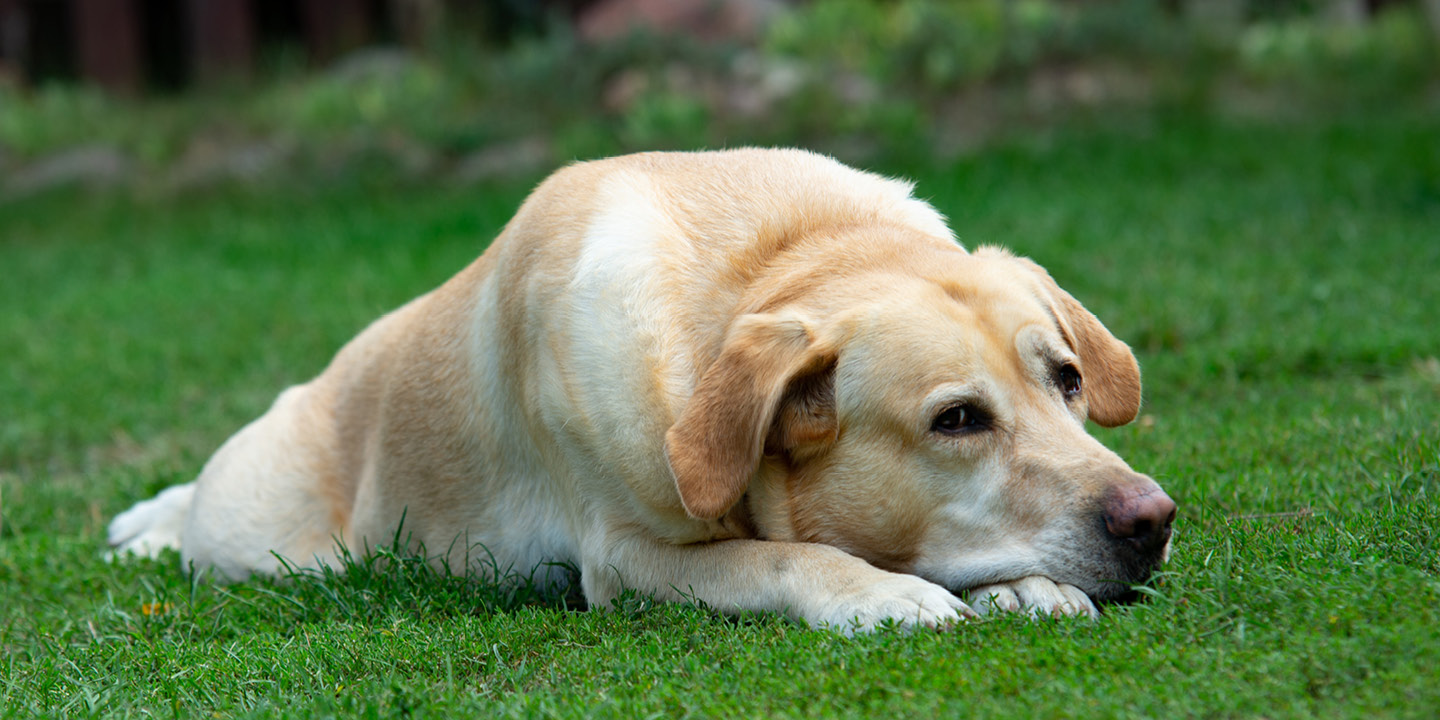 Canine pancreatitis