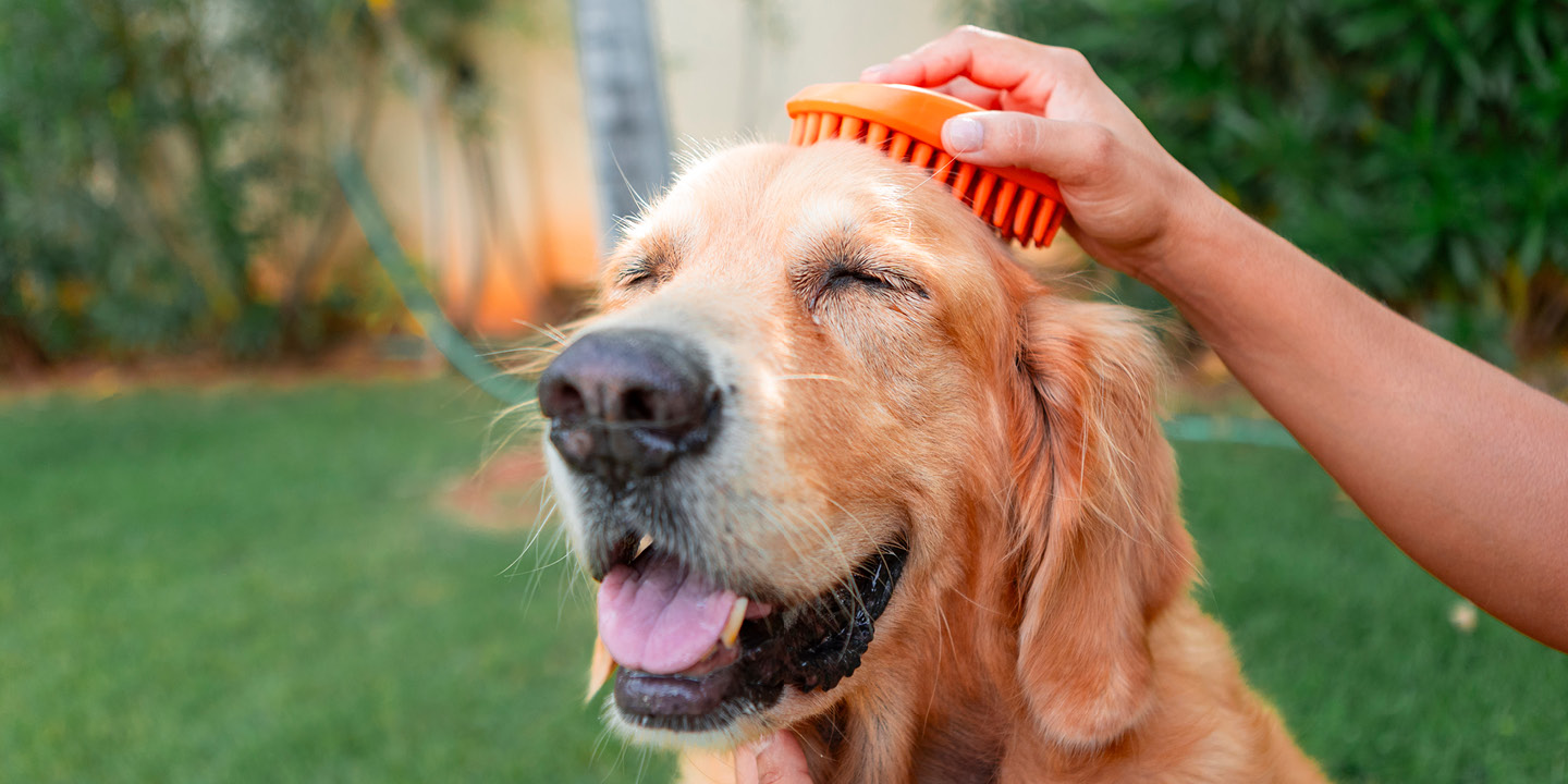 Top tips for grooming dogs and cats