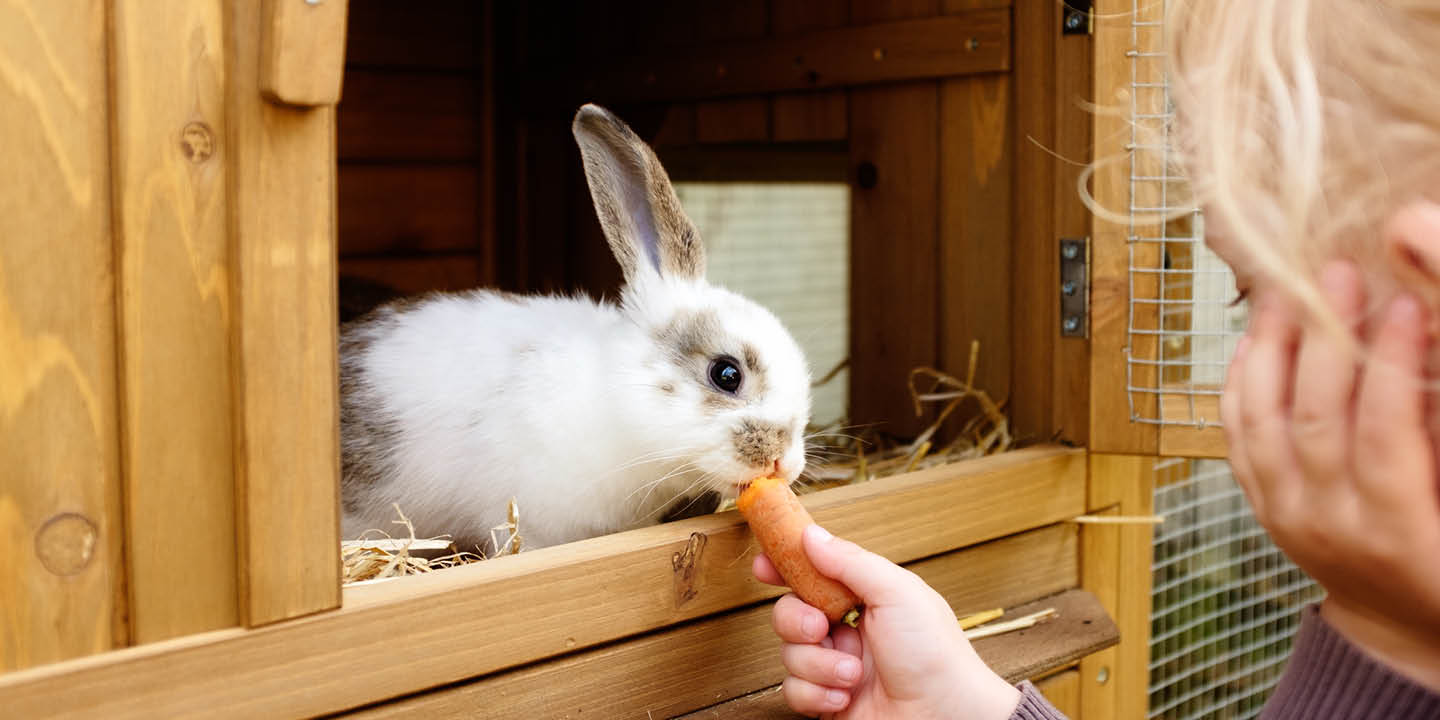 Feeding your Rabbit