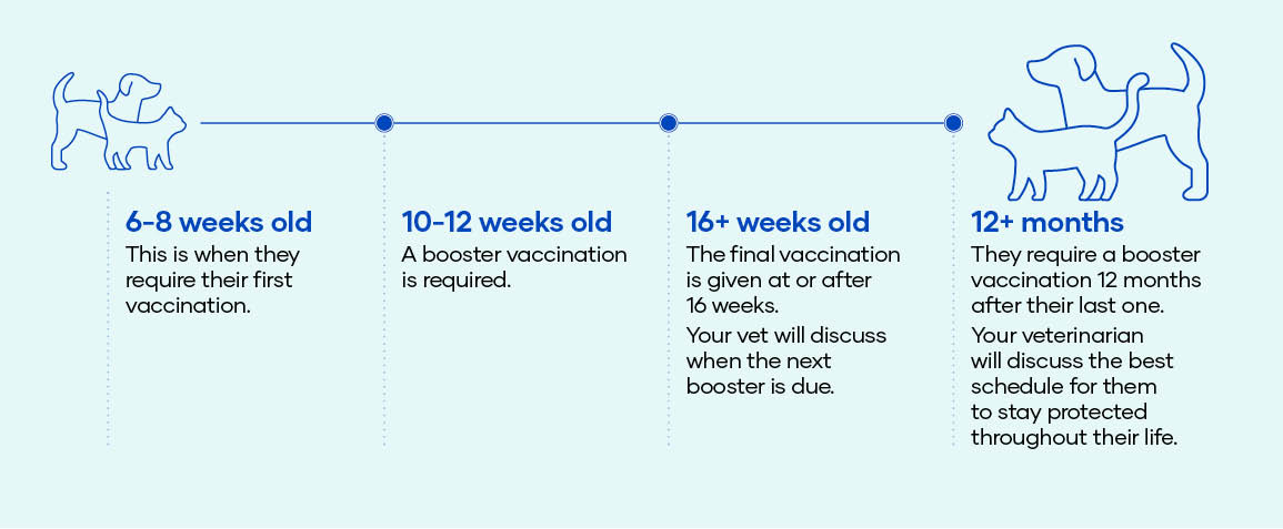 Kitten store vaccinations nz