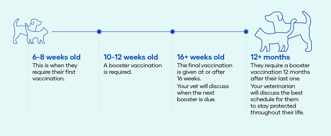 Vaccinations and your pet