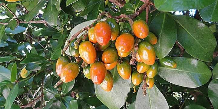 Karaka Berry Poisoning