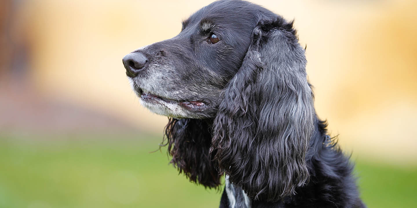 Senior Pet Health Checklist