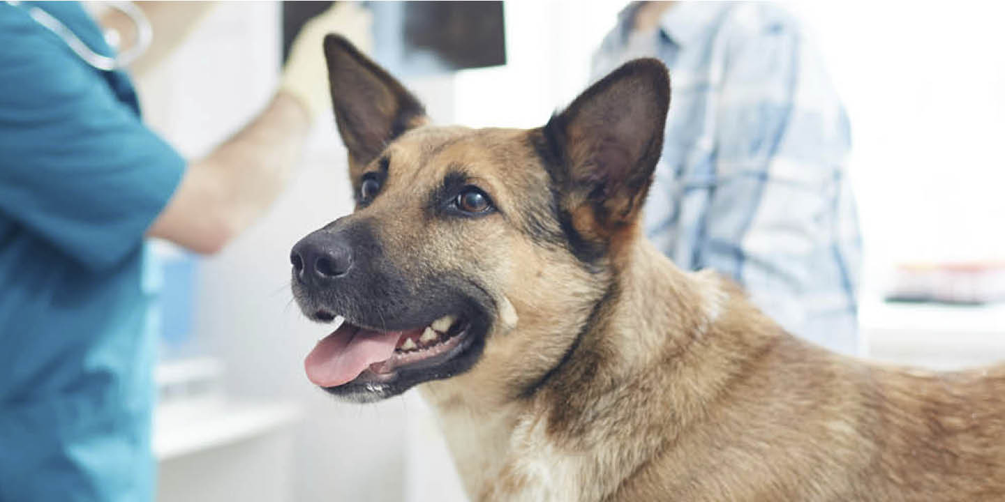 Senior Pet Care Guide