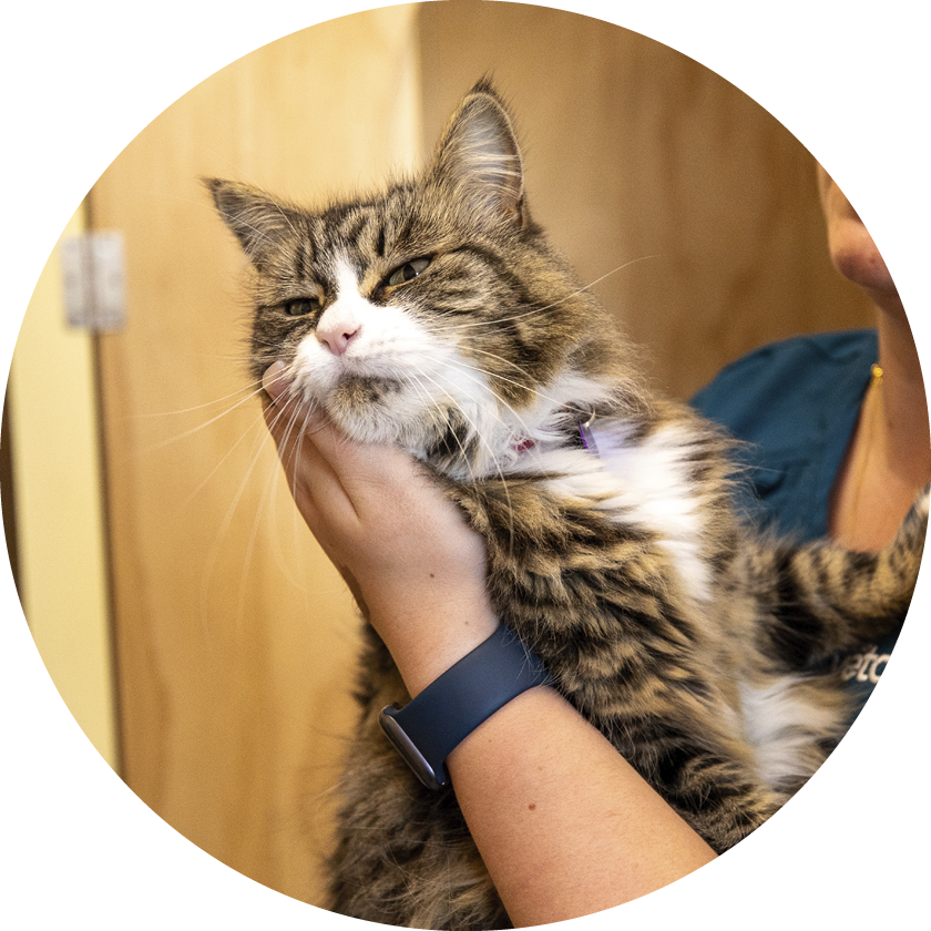 At our Animates Vetcare Milford cattery, guests will experience luxurious comfort and the utmost care.