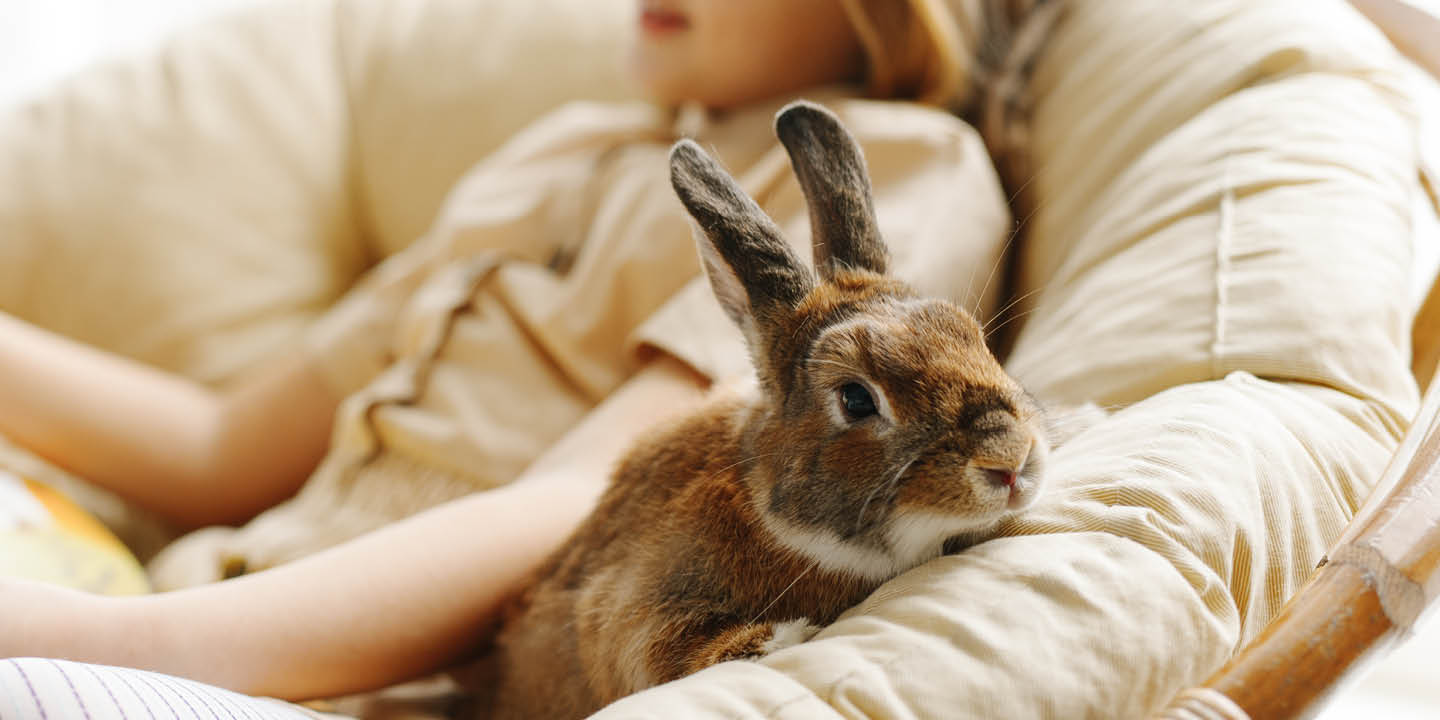 Benefits of desexing your rabbit